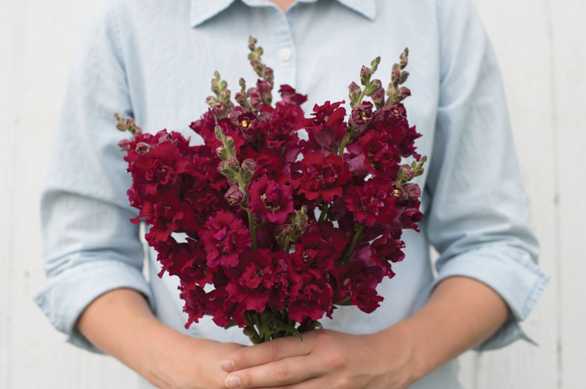 Madame Butterfly Red – Snapdragon Seed
